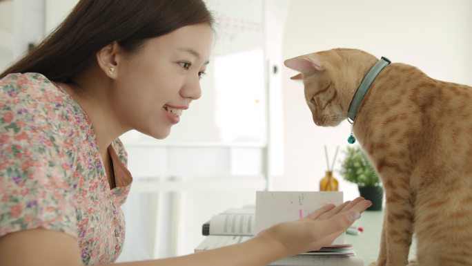 一名亚洲妇女在家里办公，桌上放着一只小猫。