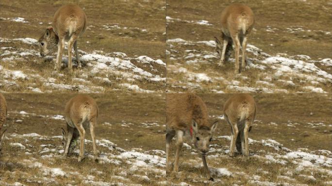 藏羚羊幼崽 可可西里 野生动物 物种多样