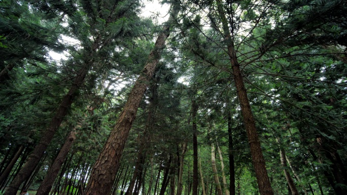 原始森林 丛林 树林 松树 柏树 松柏