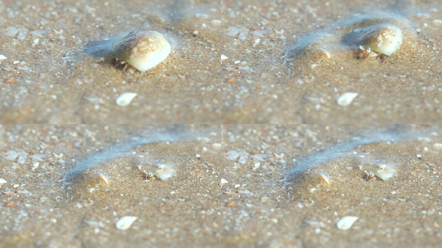 沙滩寄居蟹生存方式物竞天择自然规律