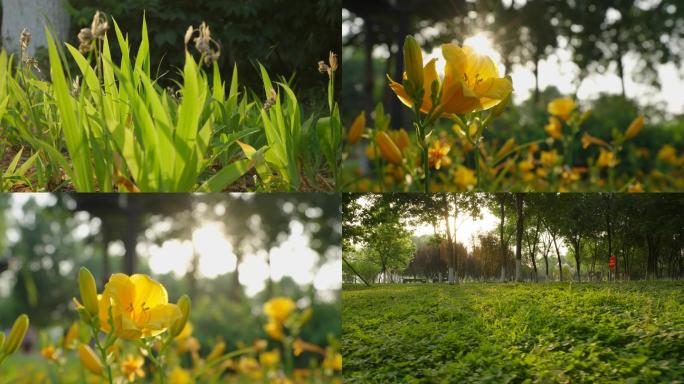 绿色草坪植物花