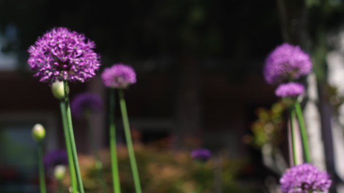 紫葱花紫色花菜花小碎花