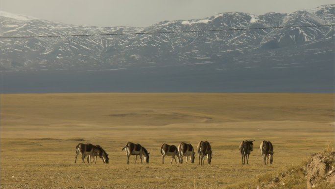 藏野驴 国家保护动物 生态保护 保护区