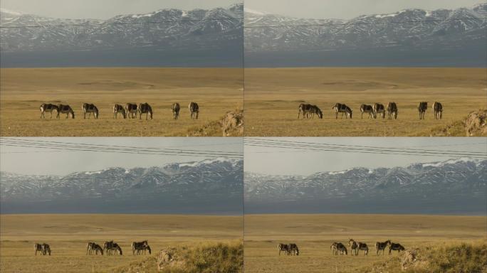 藏野驴 国家保护动物 生态保护 保护区