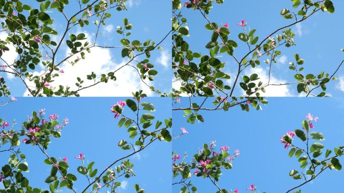 美丽的粉红色紫荆花。兰花树，在蓝天白云的衬托下发出呼噜声
