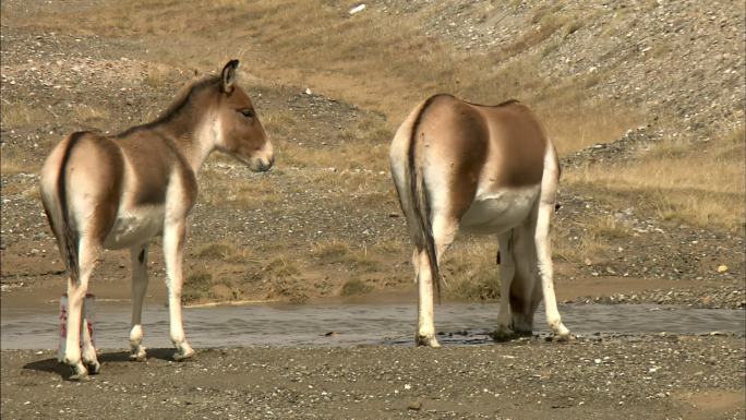 藏野驴 可可西里 北国风光 自然保护区
