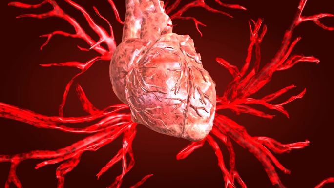 心脏血管容易发生动脉硬化血液无法送达心脏