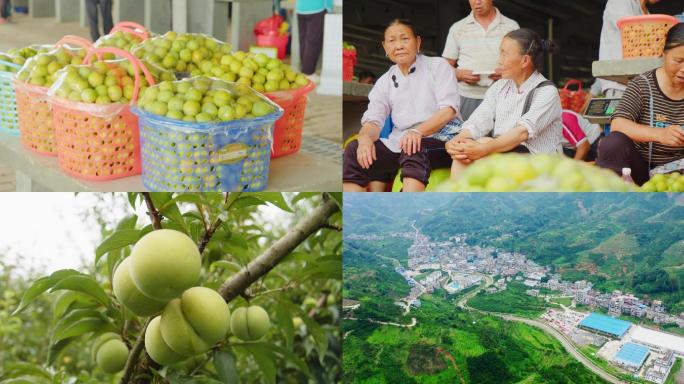 贵州六马蜂糖李