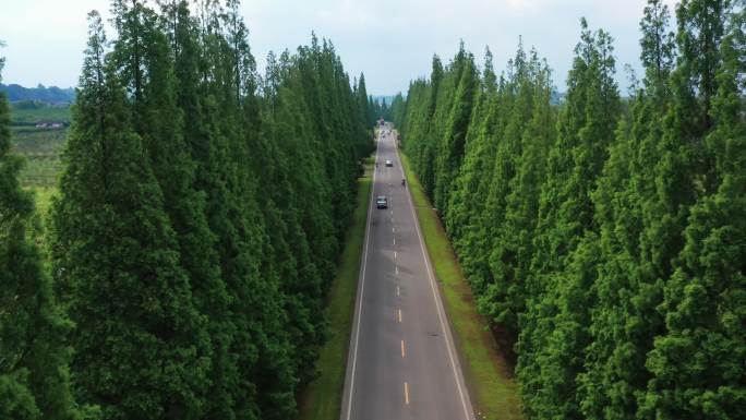 乡村生态公路 两旁有葱郁大树的乡村公路