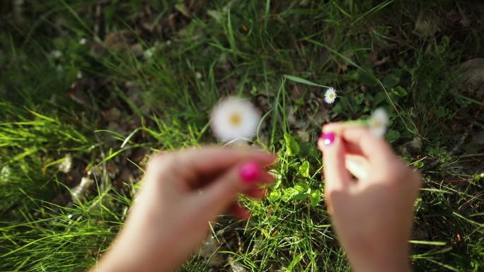 女人手摘雏菊花摘花