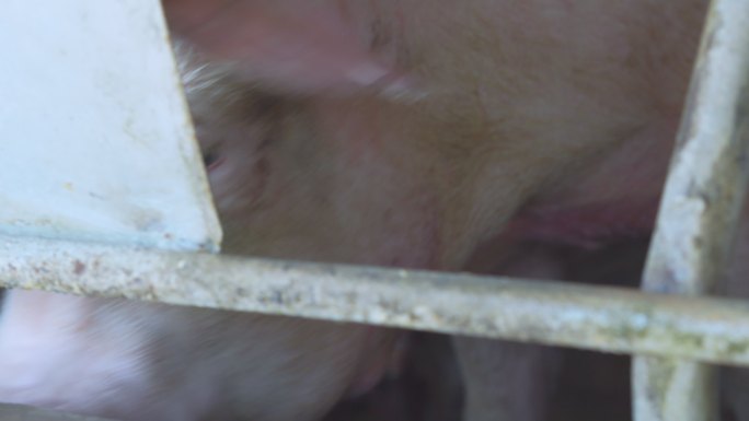 小猪躺在猪圈里，一群哺乳动物呆在猪场的室内
