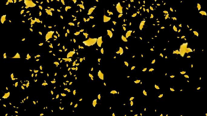 多款树叶飘落带通道