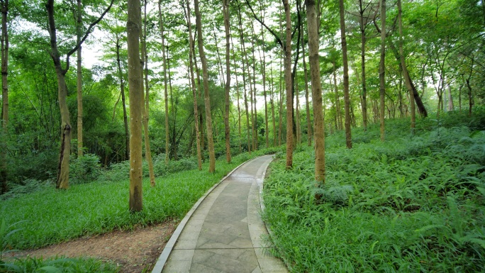 10bit422植物园森林公园林间小路