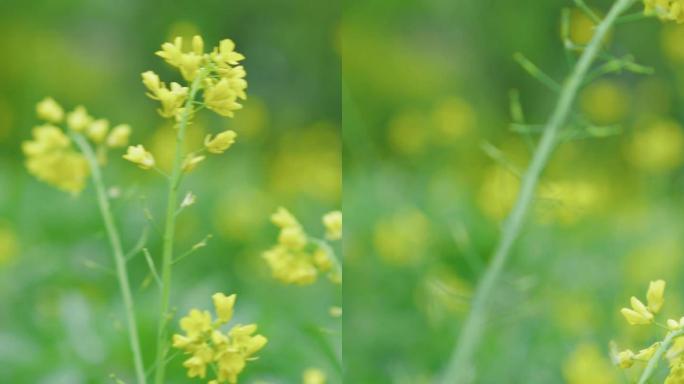 竖屏素材直播背景视频油菜花花天唯美春天