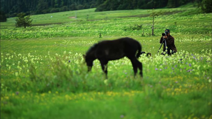 野外采风 鲜花野马 自然风光 和谐共处