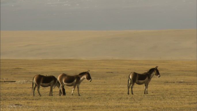 藏野驴 可可西里 野生动物 自然保护区