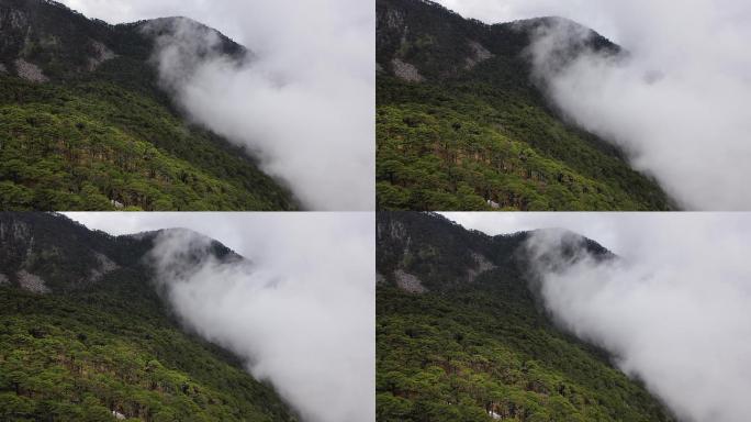 云雾缭绕的大片森林苍山冷杉