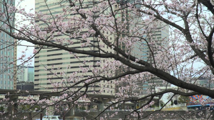 盛开的樱花和城市景观