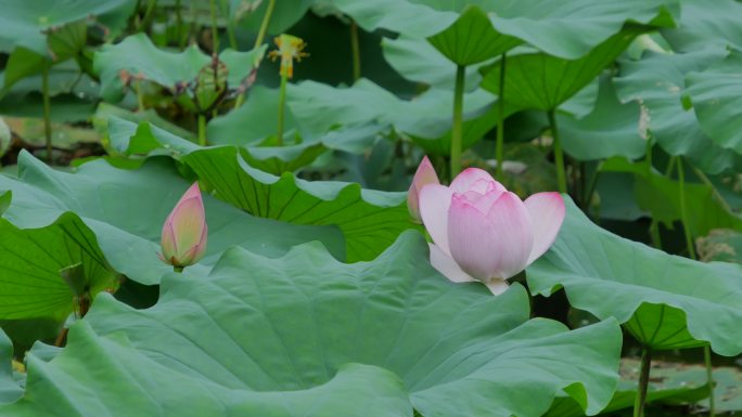 荷花池塘荷花荷叶莲花莲蓬莲叶