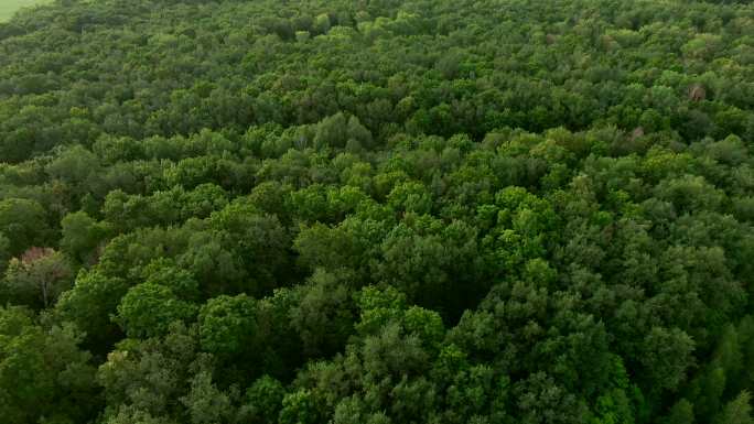 驾驶无人机飞越绿色森林、田野、草地。森林是生命之源，是地球的肺，正是因为森林，我们才能呼吸氧气。它也