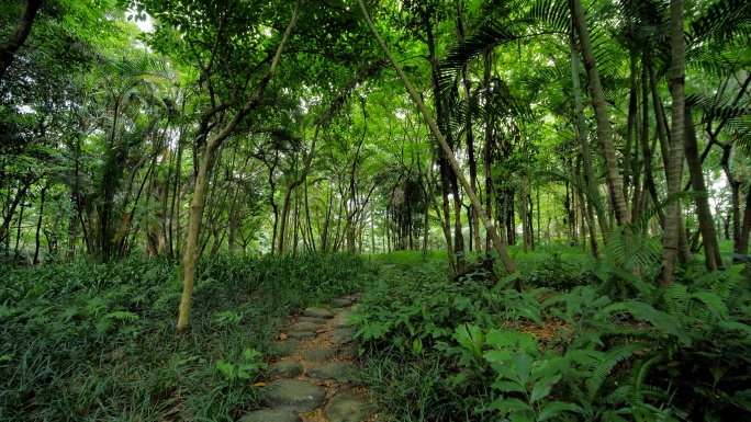 植物园森林公园林间小路