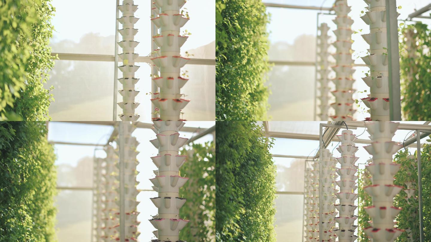 温室内的水培垂直农场生态系统，各种花园蔬菜的成排幼苗在架子上生长，准备收割
