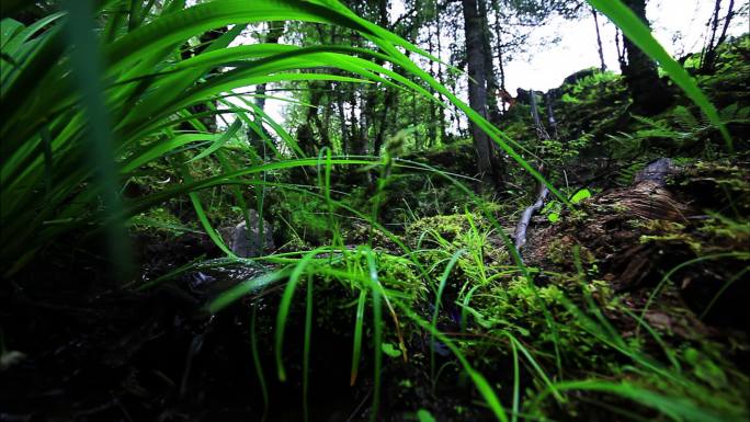 进山探险的探险家 摄影师 山间行走