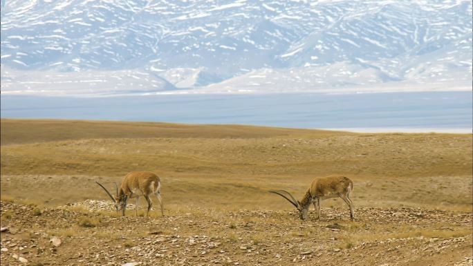藏羚羊 保护动物 青藏地区 高原精灵