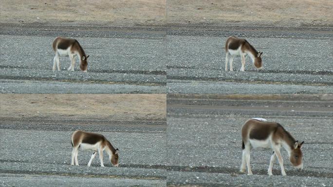 藏野驴 国家保护动物 野生动物 悠闲生活