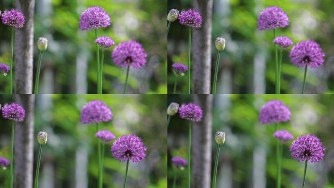 紫葱花花园