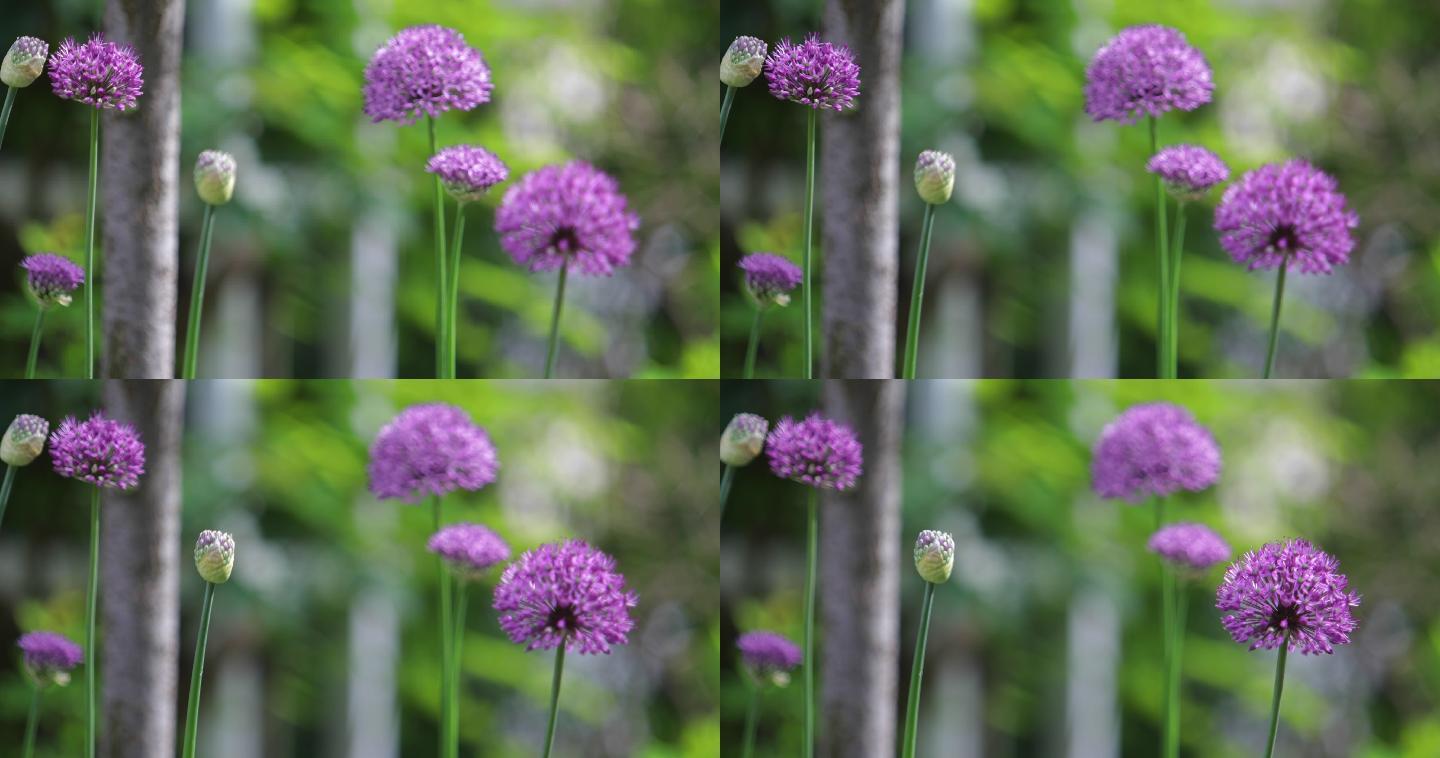 紫葱花花园