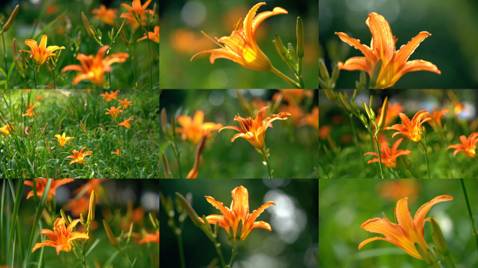 【4K原创】阳光 萱草