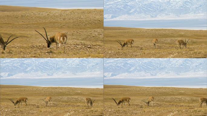 藏羚羊 可可西里 自然保护区 野生动物
