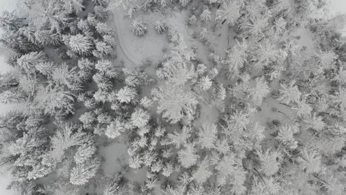 喀纳斯深冬唯美雪景松林树梢俯拍
