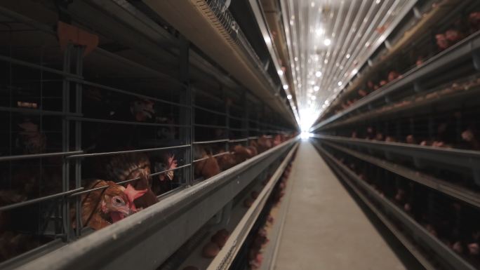 家禽养殖场的蛋鸡养鸡厂