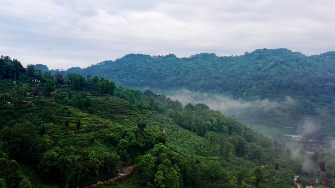 薄雾 晨雾下的青山绿水 蒲江樱桃山