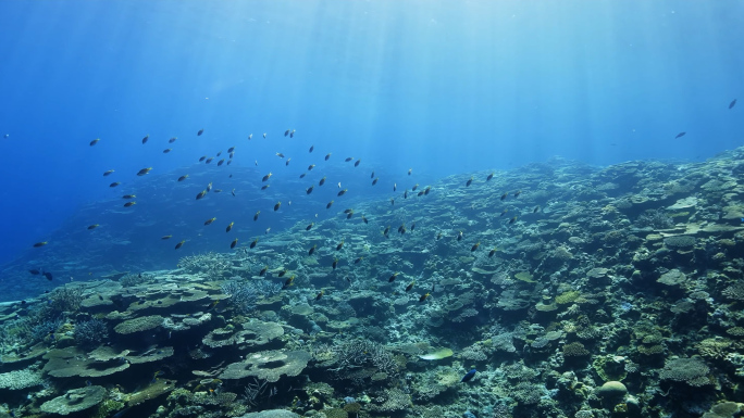 海底阳光照射潜水鱼群珊瑚海底奇观宣传