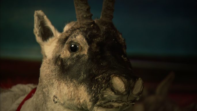 动物模型 毛毡 藏羚羊 保护动物