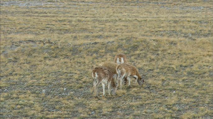 藏羚羊 高原精灵 可可西里 自然保护区