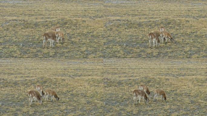藏羚羊 高原精灵 可可西里 自然保护区