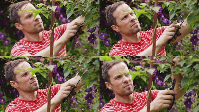 男人修剪花园里生长的紫色铁线莲花