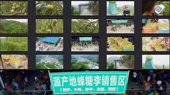 蜂糖李贵州六马蜂糖李