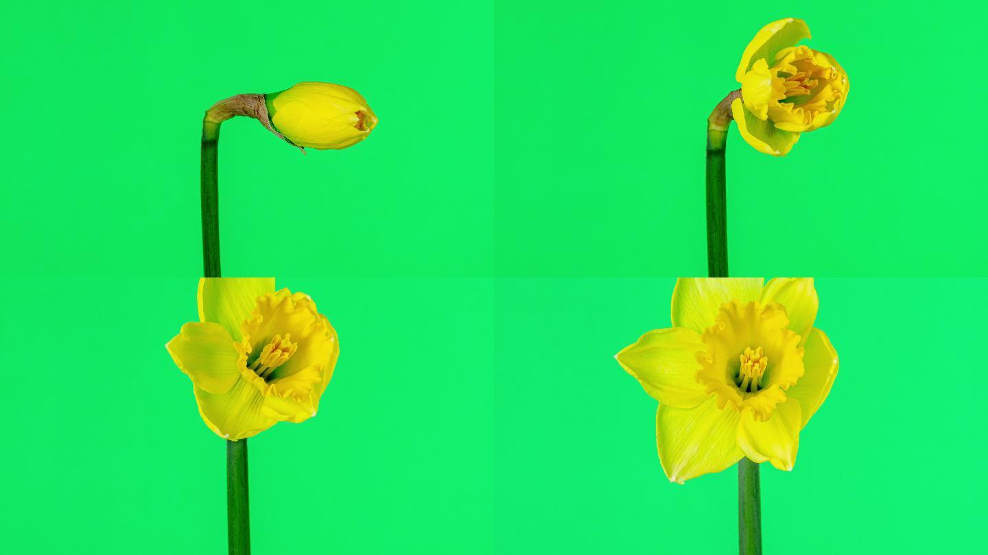 在一部4K延时电影中，野生水仙花在绿色背景下绽放。水仙花在移动的时间里盛开。