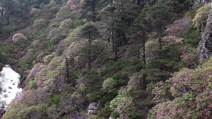 冬末春初山顶高山杜鹃盛开