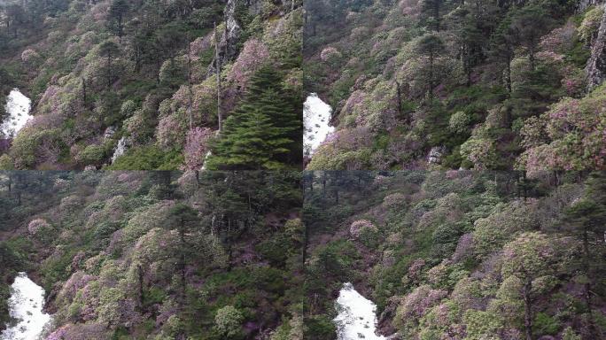 冬末春初山顶高山杜鹃盛开