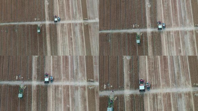 山东济南：小麦开镰收割 黄河滩区丰收在望