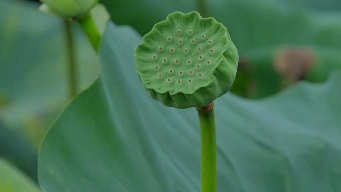 荷花池塘荷花荷叶莲花莲蓬莲叶