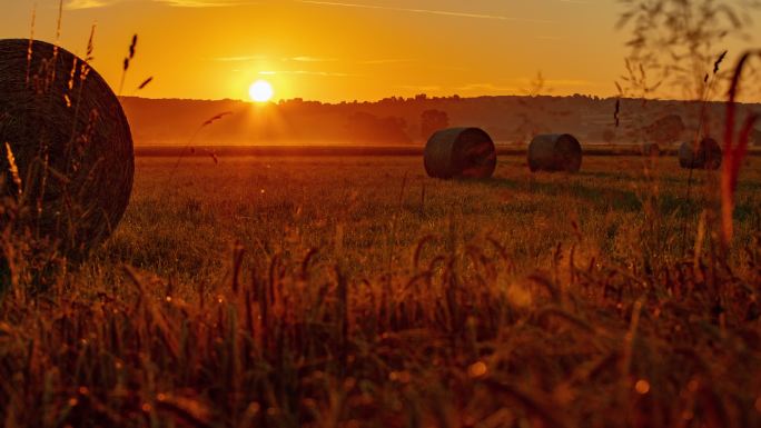 日出时分，一捆捆麦子躺在麦田旁边的草地上