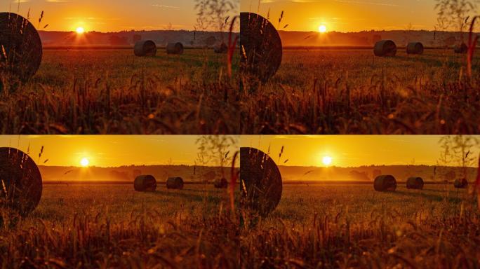 日出时分，一捆捆麦子躺在麦田旁边的草地上