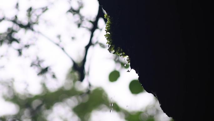 苔藓滴水升格